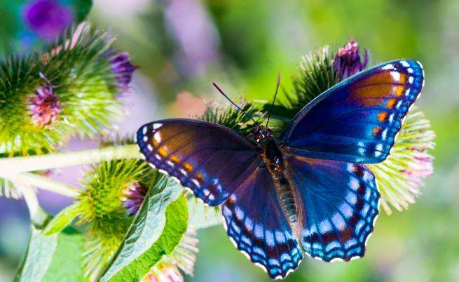 borboleta azul puzzle online