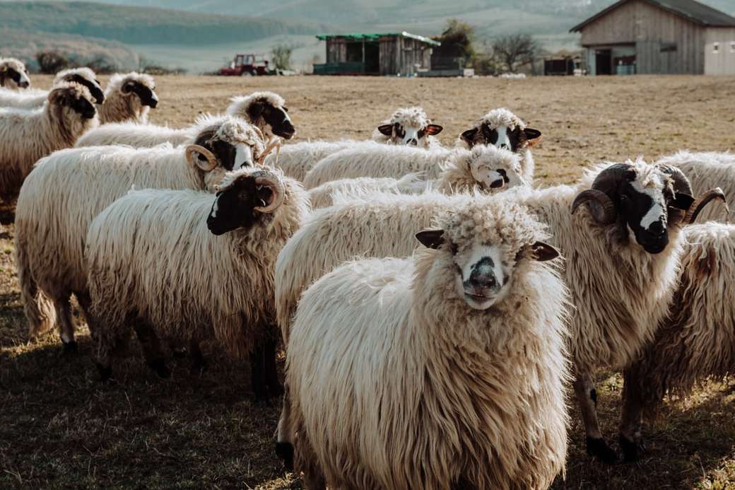 Вівці Вівці Ура онлайн пазл