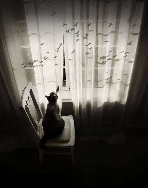 Kočka s ptáky ve stínu skládačky online