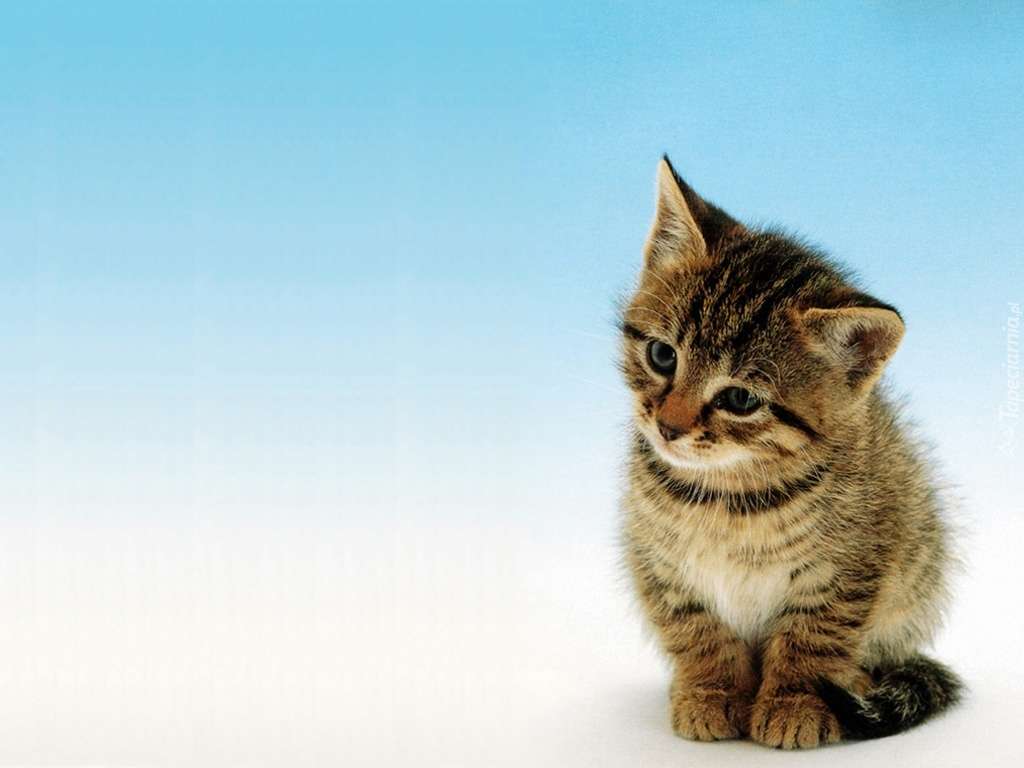 LEUK ZOET WEINIG Kitten online puzzel
