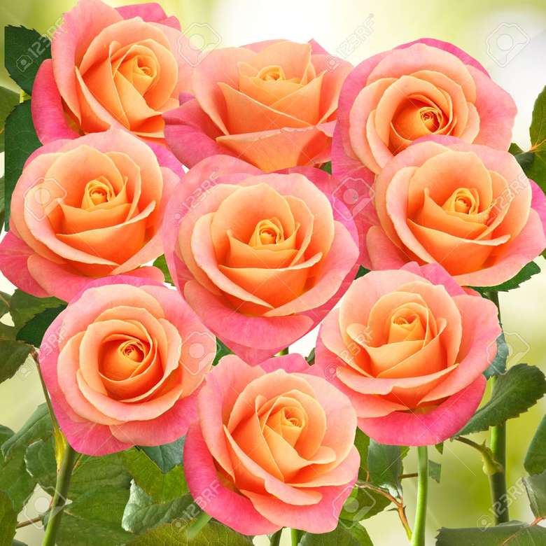 розови цветя онлайн пъзел