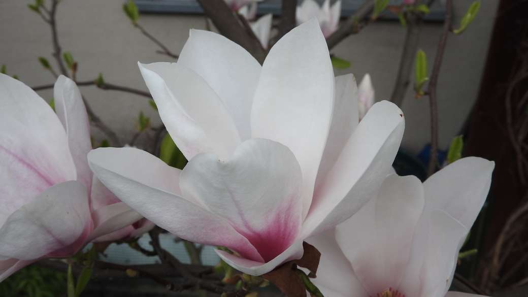 Magnolia Pussel online