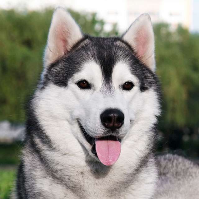 Muy lindo perro husky siberiano rompecabezas en línea