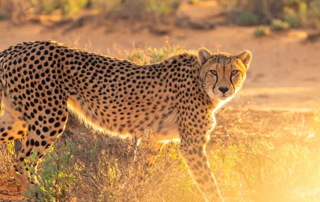 Gepard Wildkatze freundlich zu Mann Online-Puzzle