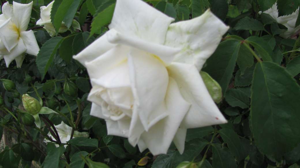 rose blanche puzzle en ligne