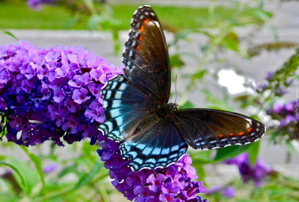 Красивая бабочка. пазл онлайн