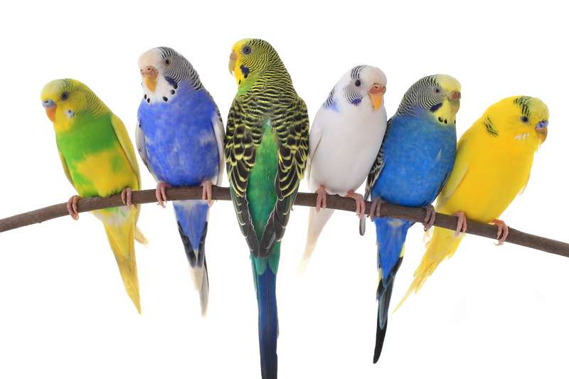 красочные попугаи пазл онлайн