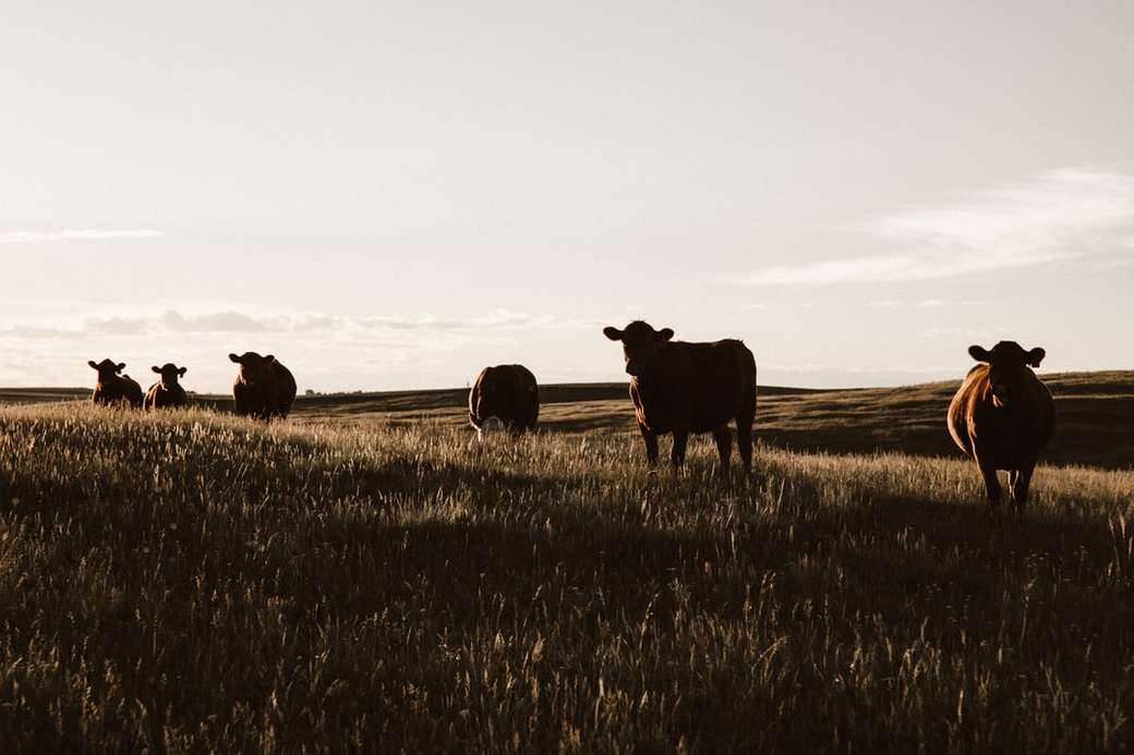 rebaño de vacas en pastizales rompecabezas en línea