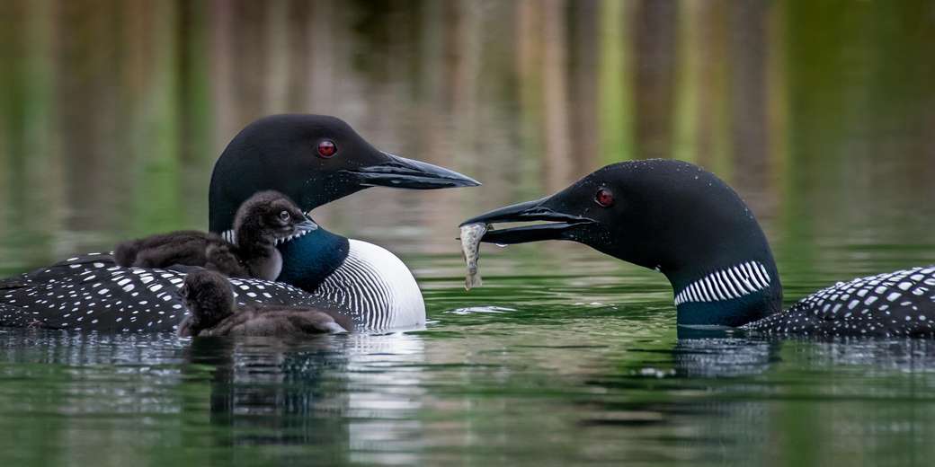 Loon Family Pussel online