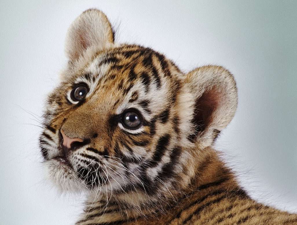 Filhote de tigre quebra-cabeças online