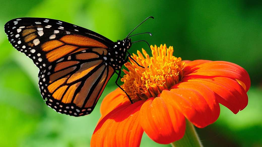 бабочка на цветке онлайн-пазл