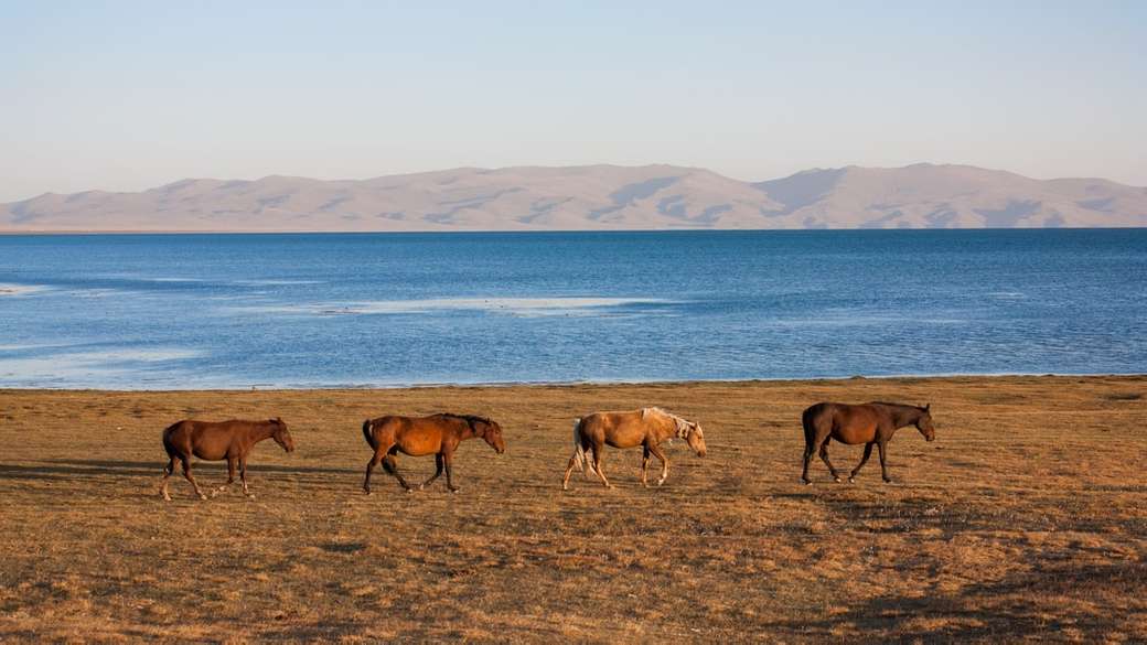 Nascer do sol no lago Son-Kul com cavalos quebra-cabeças online