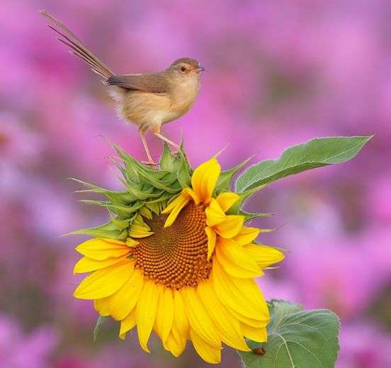 pasăre și floarea soarelui jigsaw puzzle online