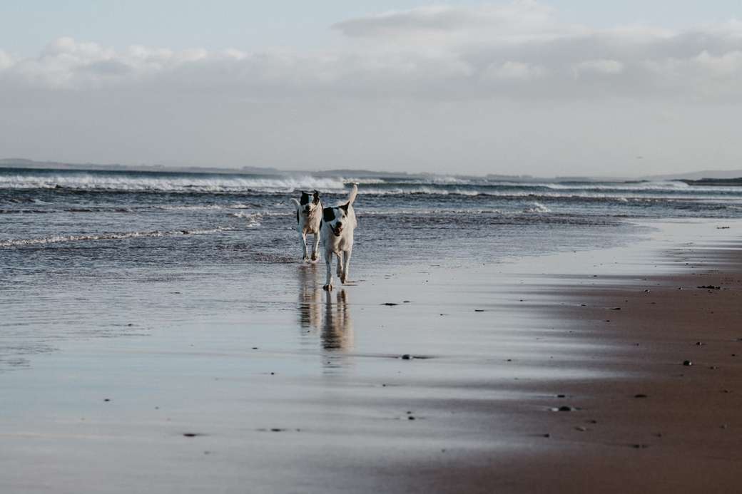 perro de pelo corto blanco y marrón en la playa durante el día rompecabezas en línea