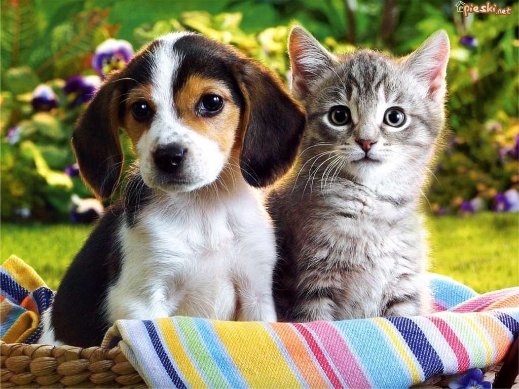 子猫と犬。 オンラインパズル