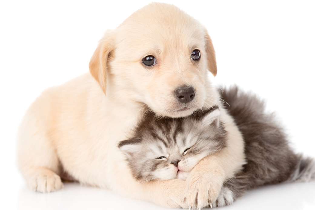 Gatito y perro rompecabezas en línea