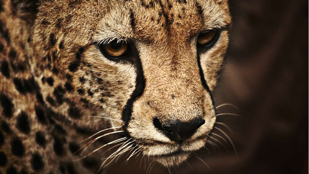 urmărirea ghepardului puzzle online