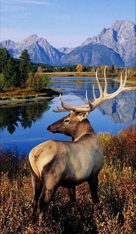 deer by a lake in the mountains jigsaw puzzle online