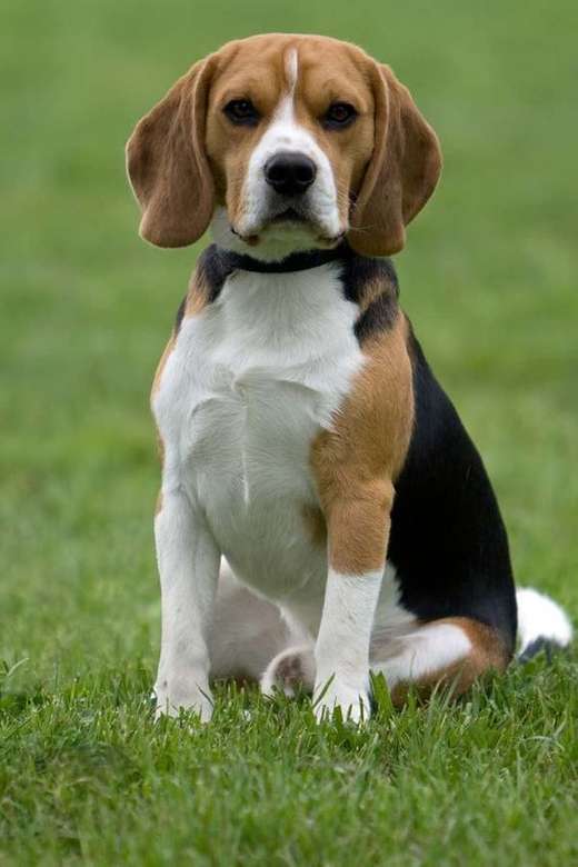 Perra de raza Beagle rompecabezas en línea