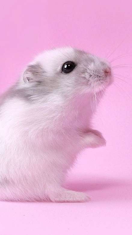 Hamster bonito sentado quebra-cabeças online