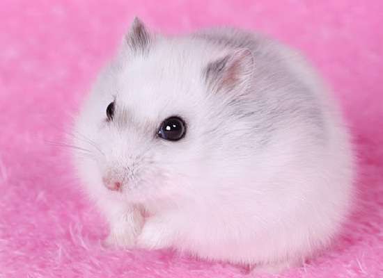 dunig hamster, väldigt söt Pussel online