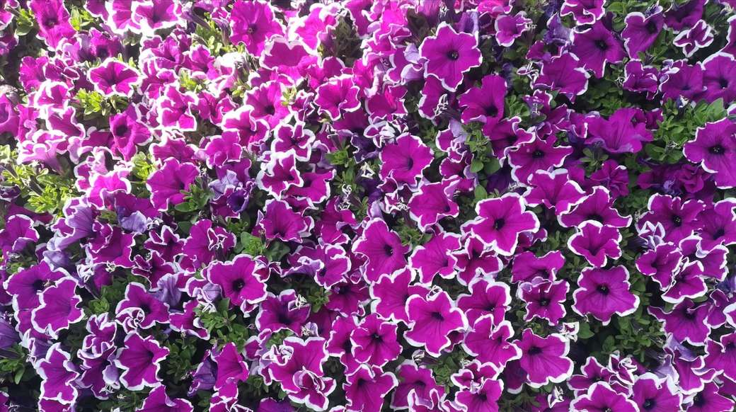 Pěkné fialové květy online puzzle