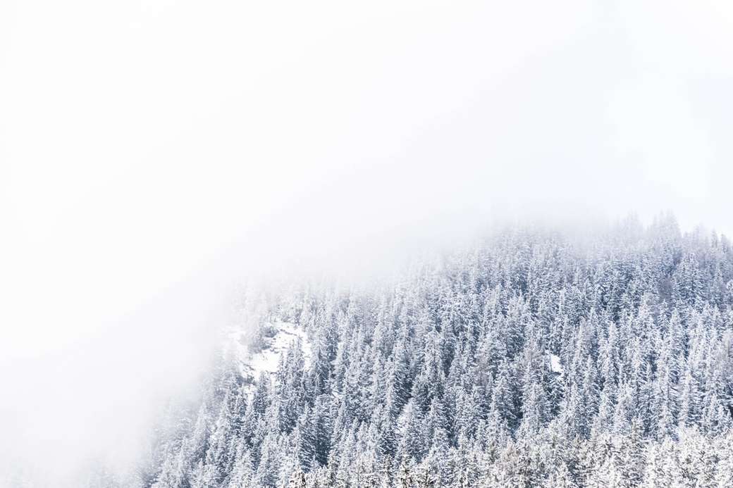δέντρα καλυμμένα με χιόνι online παζλ