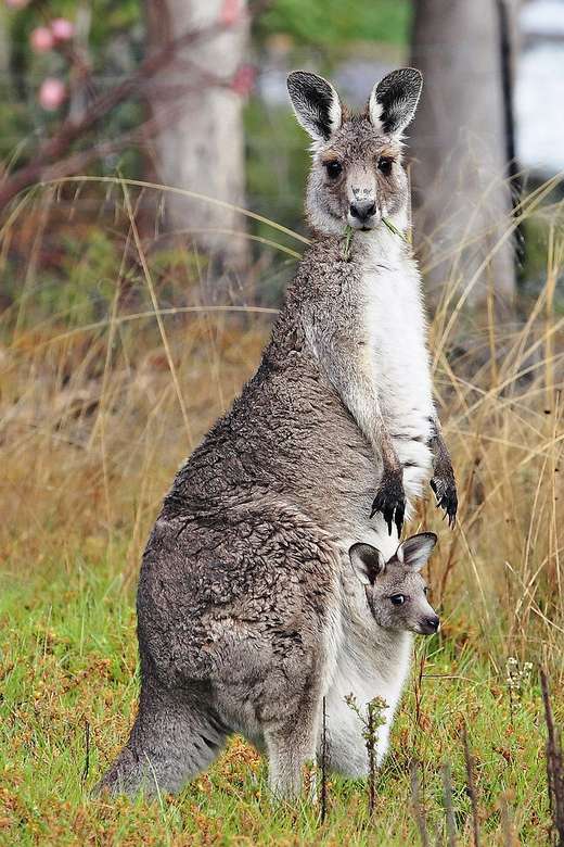 Гигантский кенгуру онлайн-пазл