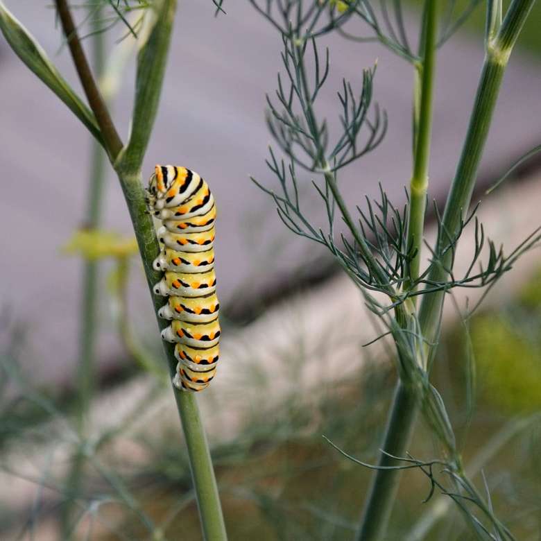 Caterpillar mangeant de l'aneth puzzle en ligne