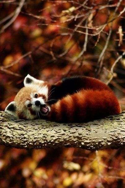 Panda červená :) skládačky online