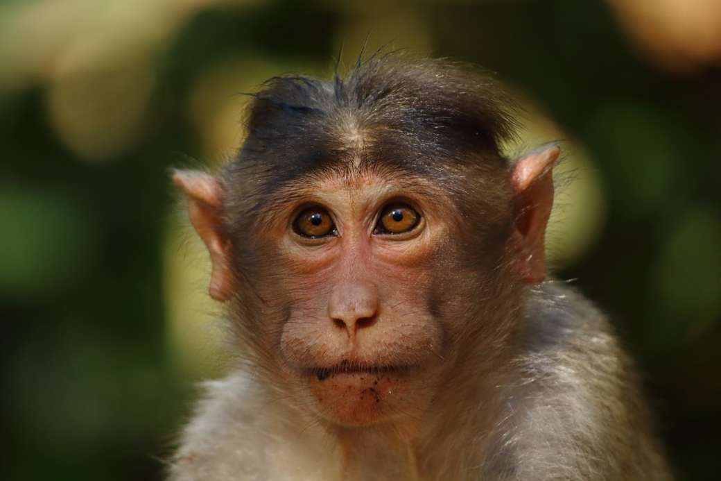 Portrait of a monkey (Rhesus macaque) jigsaw puzzle online
