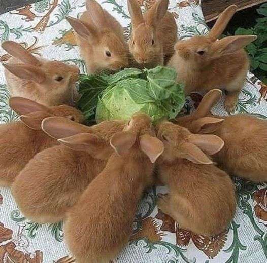 kaniner till frukost Pussel online