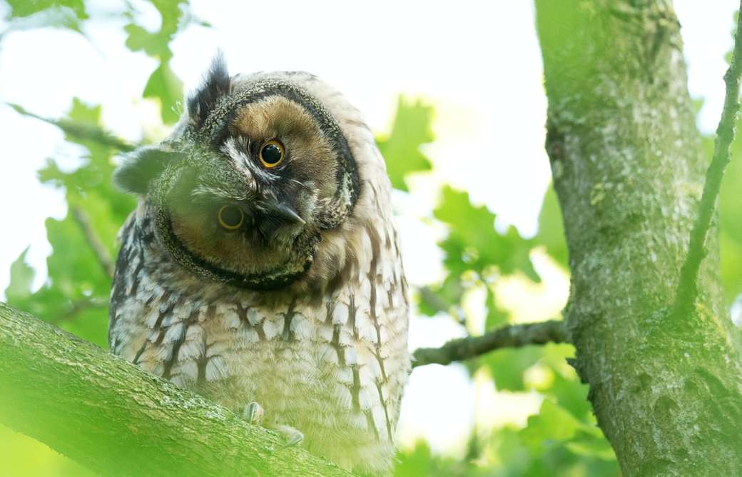 Long Eared Owl pussel på nätet