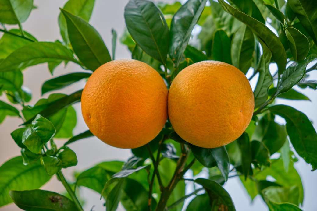 Apelsiner på träd Pussel online