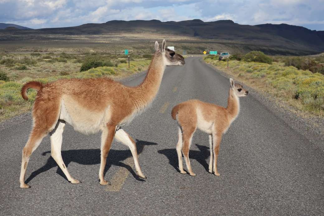 Guanacos in Chile jigsaw puzzle online