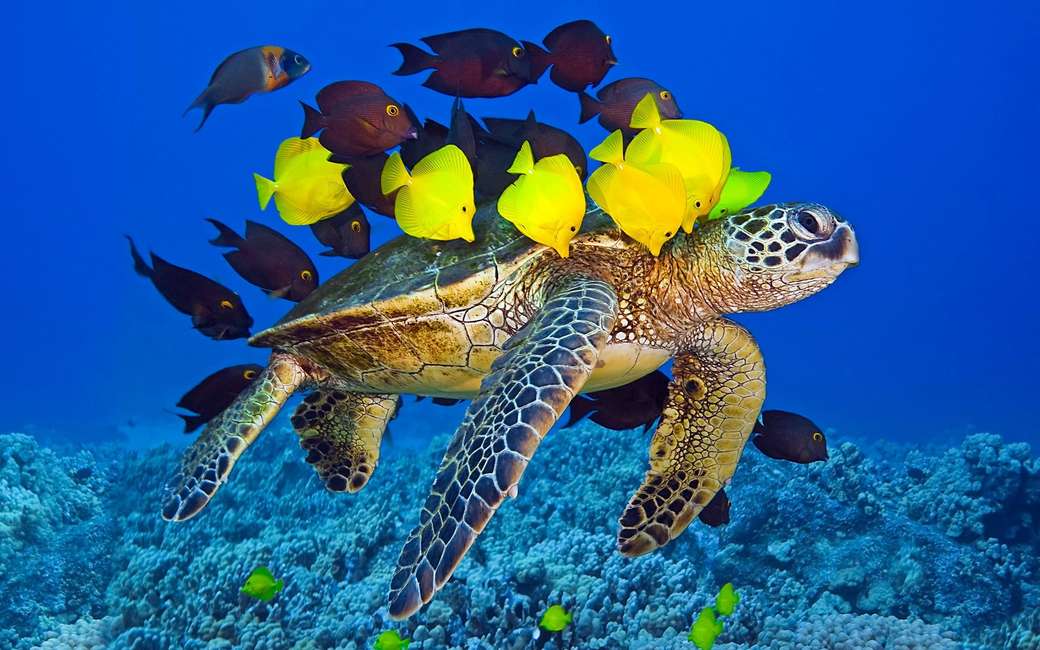Морская черепаха онлайн-пазл