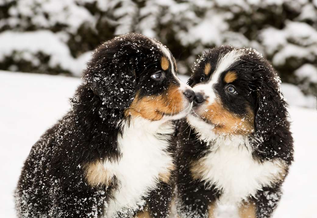 Bernese Mountain Dogs❤? online puzzle