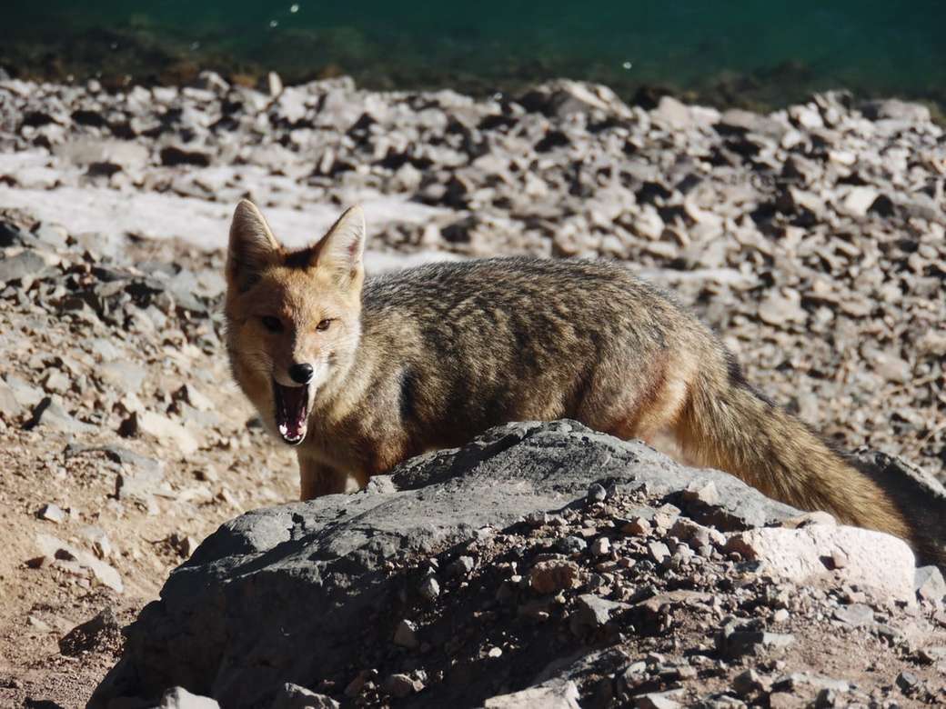 Чилійська лисиця. пазл онлайн