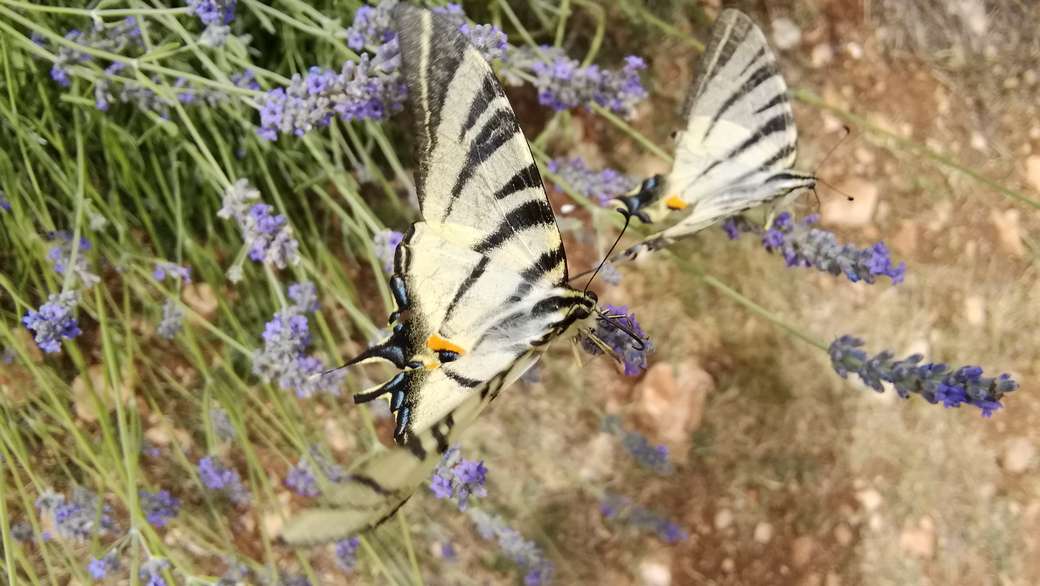 Vliegende vlinders. legpuzzel online