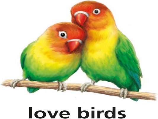 Είμαι για τα πουλιά αγάπης παζλ online