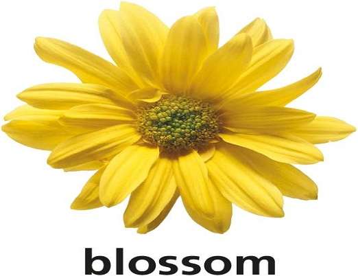 b is for blossom online puzzle