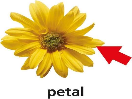 p is for petal jigsaw puzzle online