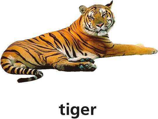 т для тигра онлайн-пазл