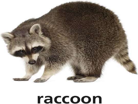 r is for raccoon online puzzle