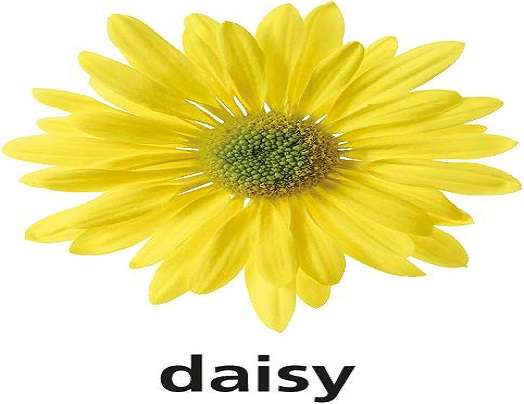 d is for daisy jigsaw puzzle online