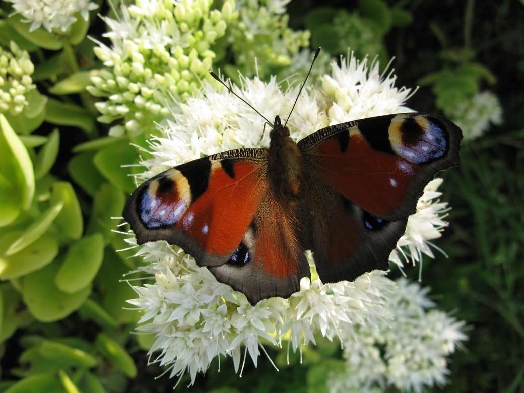Una mariposa en una flor rompecabezas en línea
