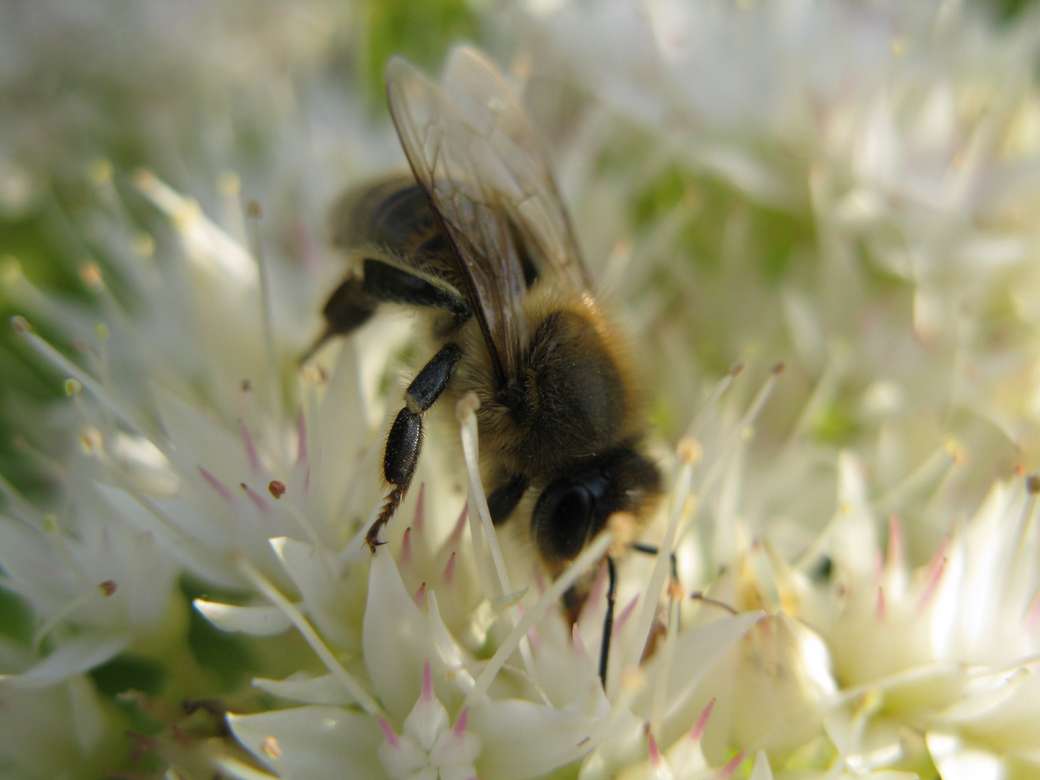 Una abeja bebiendo néctar rompecabezas en línea