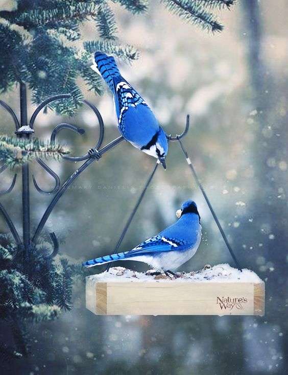 Kék madarak kirakós online