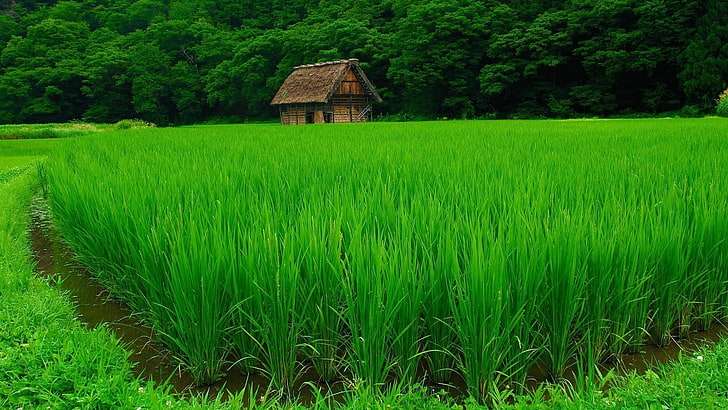 Оризово поле, зелено-естествено онлайн пъзел