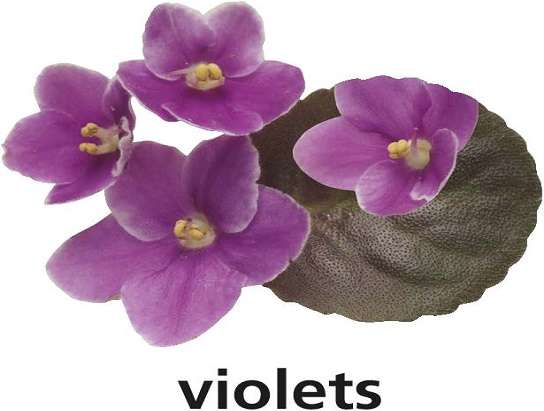 v is voor viooltjes legpuzzel online